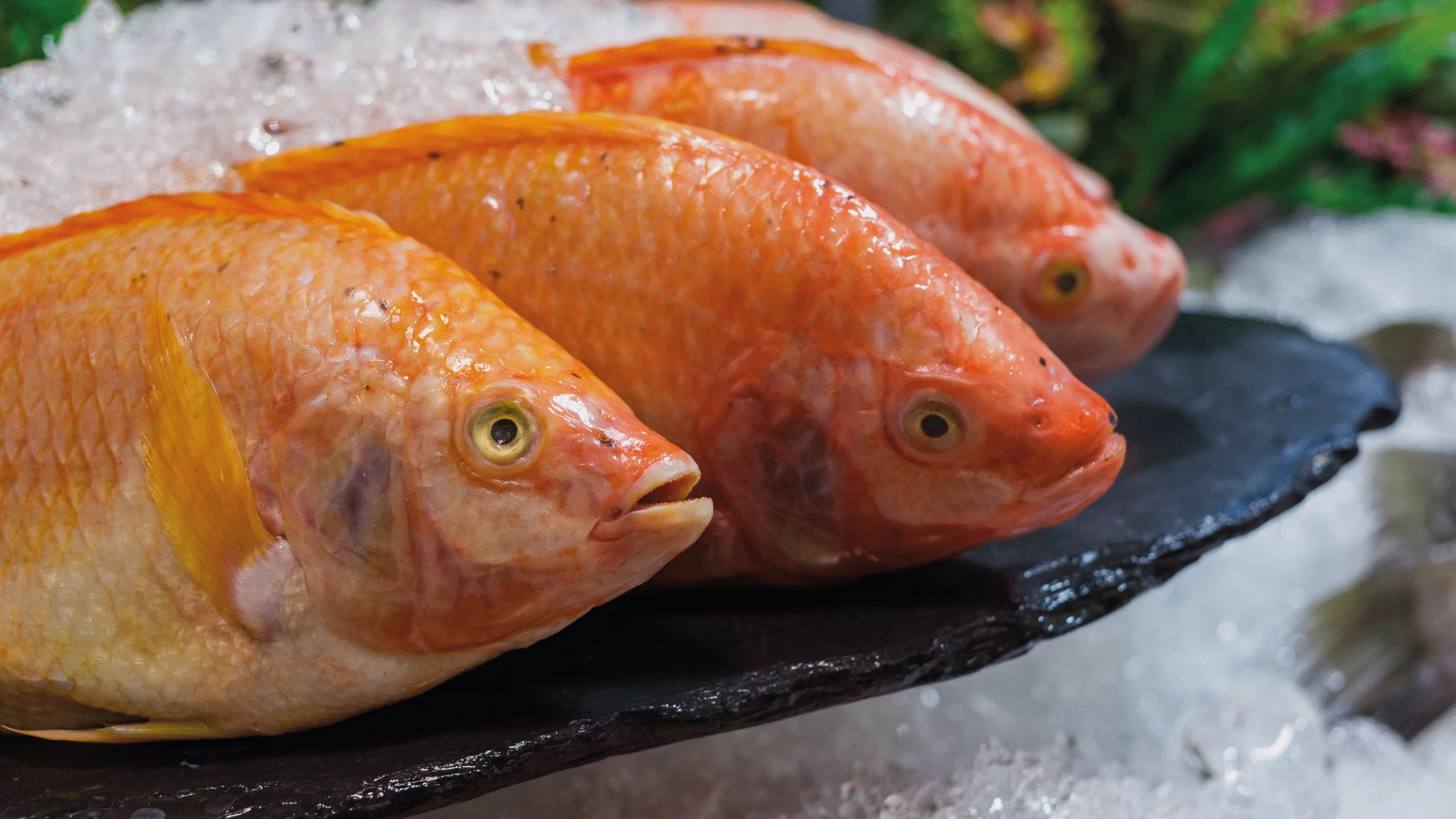 ADICIONALES WEB_Mesa de trabajo 1 copia 4